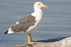 Yellow-footed Gull